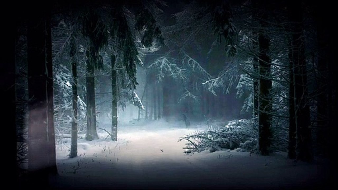 Árboles Forestales Niebla Snow Naturaleza Invierno