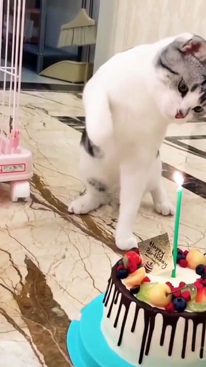 Funny and Cute Cat's Life