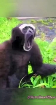 Faze comice I Faze amuzante TIK TOK Romania - Incearca sa nu razi - Mori de ras 2021 vol. #5