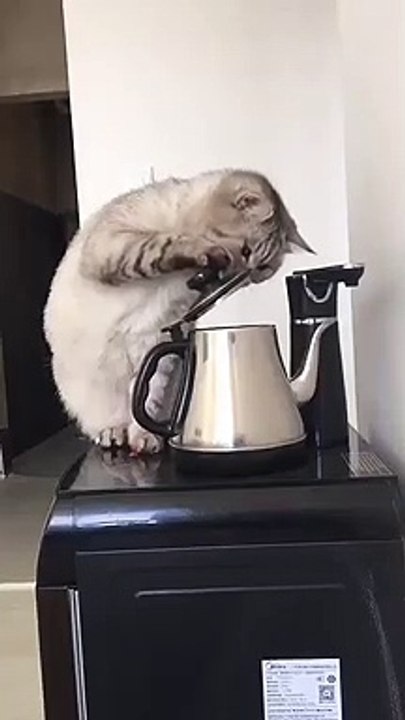 hungry animal