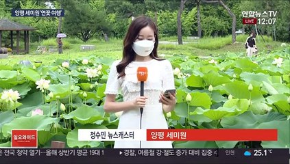 양평 세미원…초여름 연꽃 활짝 힐링 나들이