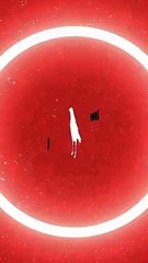 Motion Graphics  Bird & Old Cameras