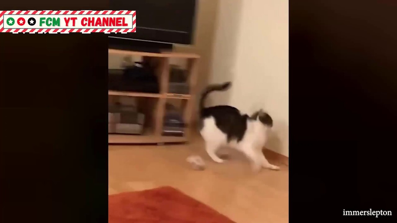 Weekly Funny Animals Videos  Try Not To Laugh 2021