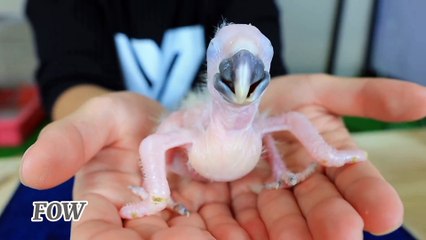 How Baby Macaw Grows Up From The Hatch Until The Eyes Opened.