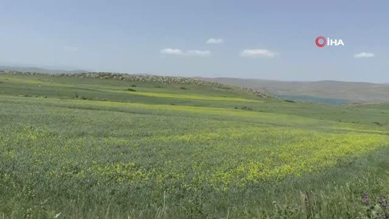 Kars'ta tarlalarda açan 'sarı çiçekler' görsel şölen sundu