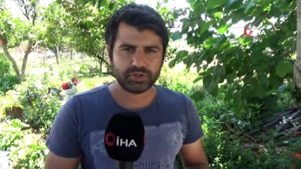 İnsan yüzlü örümcek görenleri hayrete düşürdü