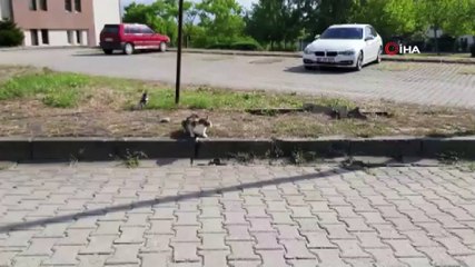 Kediyle yılanın kavgası kamerada