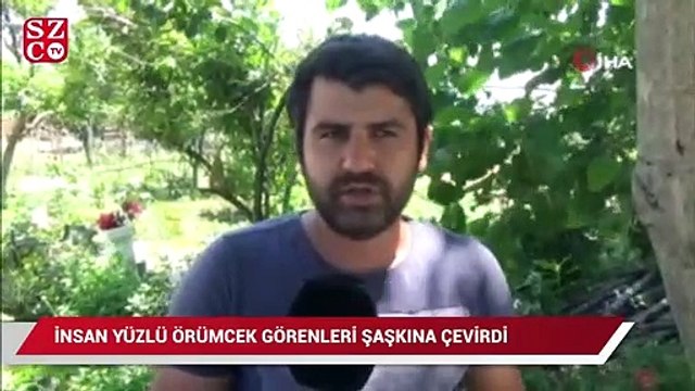 İnsan yüzlü örümcek görenleri hayrete düşürdü