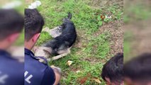 Ölmek üzere olan sokak köpeğine itfaiye yardım etti