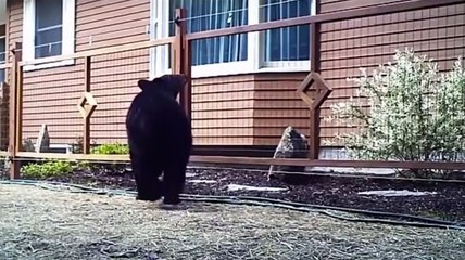 Animals Getting Shocked with Funny Sound Effects