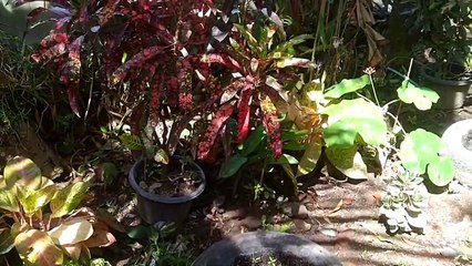 Garden Behind My House || Kebun Bunga Di Belakang Rumah Saya