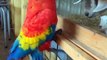 Baby Animals . Funny Parrots and Cute Birds Compilation (2021) Loros Adorables Recopilación