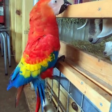 Baby Animals . Funny Parrots and Cute Birds Compilation (2021) Loros Adorables Recopilación