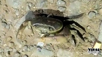 Smart Kekada (केकड़ा)_Viral Samachar