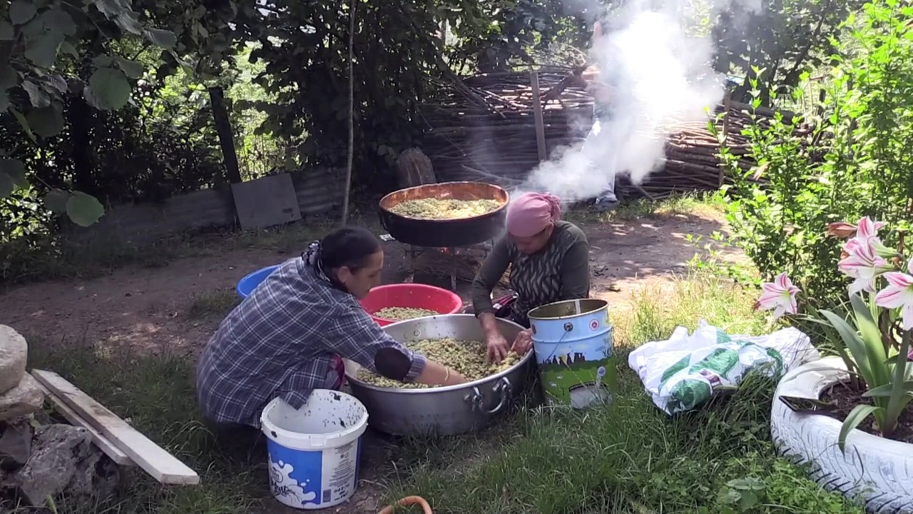 ORDU - Karadenizli kadınlar geleneksel dut pekmezi yapımına başladı - Dailymotion Video