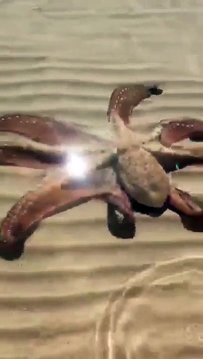 Octopus Island