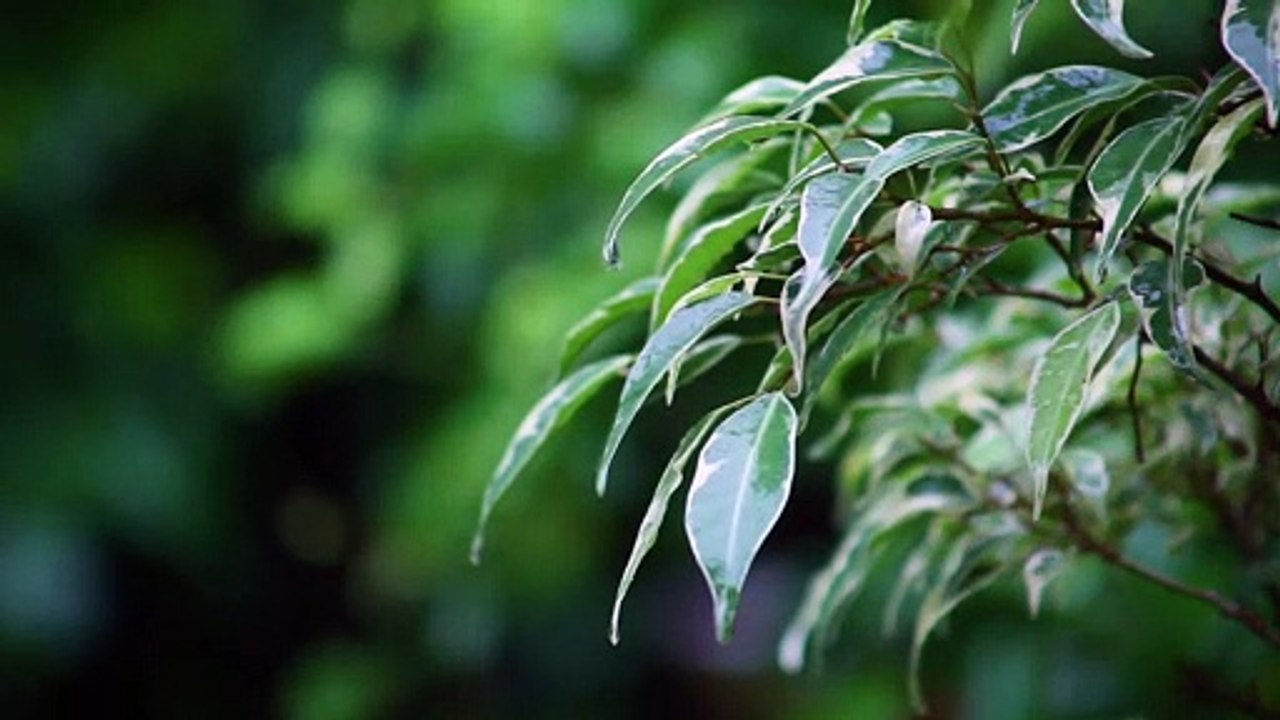 Incredible Jungle Natural Sounds | Tropical Rainforest  for relaxation & sleep Part-2