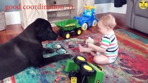 Funny Dogs | Cute baby Dog Videos | Dogs PRO Compilation 01