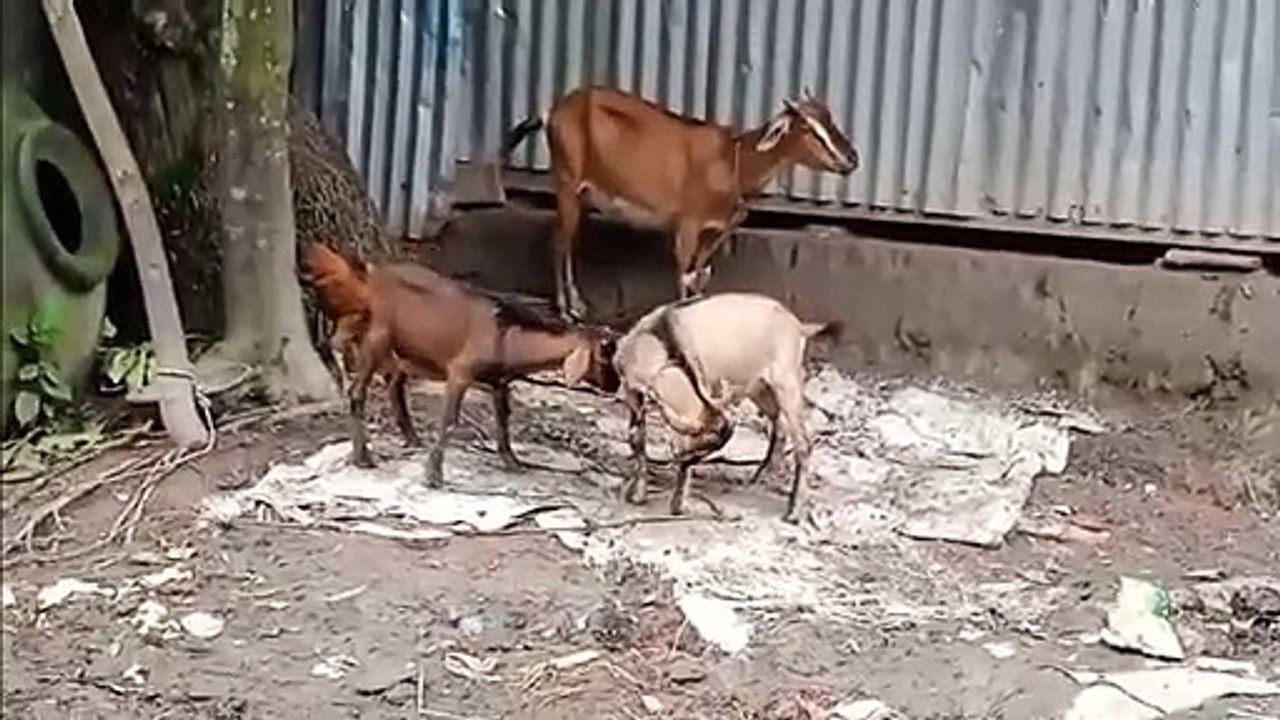Goats fight funy