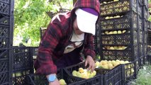 IĞDIR - 'Doğu'nun Çukurovası'nda üretilen kayısı, mevsimlik tarım işçilerine de ekmek kapısı oluyor