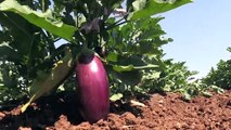 KİLİS - Hasadına başlanan patlıcan, verimi ve fiyatıyla üreticisinin yüzünü güldürüyor