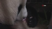 Çin'de panda ikiz doğurdu