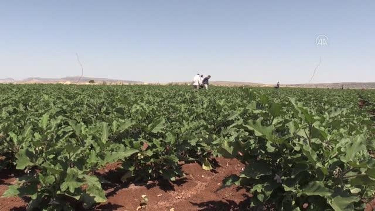 Hasadına başlanan patlıcan, verimi ve fiyatıyla üreticisinin yüzünü güldürüyor