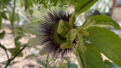 Şifa niyetine yetiştirdi şimdi ticaretini yapıyor