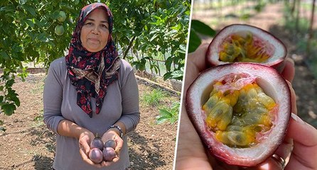 Şifa niyetine dikti şimdi ticaretini yapıyor