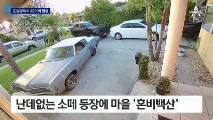 “난 살고 싶소”…미국서 쇼생크 탈출같은 ‘소 탈출’