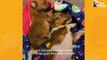Pittie Thinks Her Puppy Siblings Are So Gross...But Then Something Changes! _ The Dodo # ANIMAL LOVERS