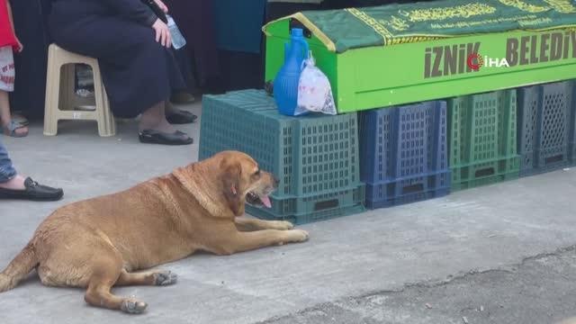 Sahibinin tabutun başından bir an olsun ayrılmadı