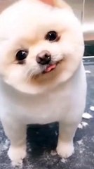 #shorts#animal shorts video ll how doggies mesmerize us with their cute actionsllFunnuest of allA