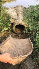 Best Easy Fishing Traps #shorts