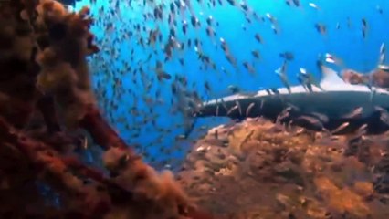 Can Roboshark Fool the Reef Sharks  Swimming with Roboshark | Wild Animals