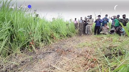 إطلاق 12 حيوانا من أصغر الخنازير في العالم إلى الطبيعة في الهند