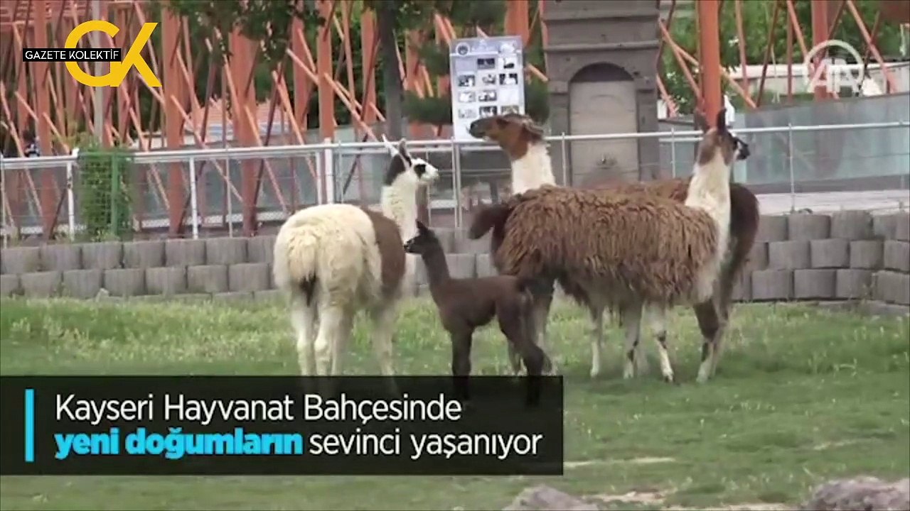 HAYVANAT BAHÇESİNDE YENİ DOĞUMLARIN SEVİNCİ YAŞANIYOR