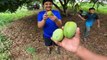 Farm fresh mangoes