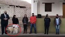 Arjantin'de köpek, konuşma yapan belediye başkanının üzerine idrarını yaptı