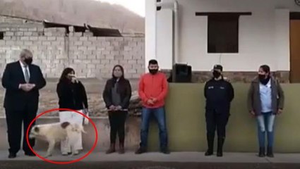 Download Video: Arjantin'de köpek, konuşma yapan belediye başkanının üzerine idrarını yaptı