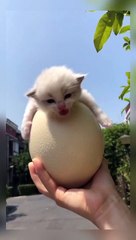 I bought an egg and than..kitty cat comes out !