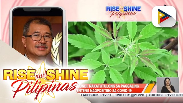 Sec. Dela Peña: Lagundi, nakatutulong sa paggaling ng mga pasyenteng nagpositibo sa COVID-19