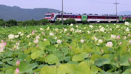 Train passed away from lake  beautiful lotus flower nature