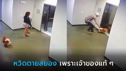 นาทีชีวิต สาวจูงหมาขึ้นลิฟต์แต่ไม่รอหมา ฮีโร่พุ่งช่วยระทึก ลุ้นแทบหยุดหายใจ
