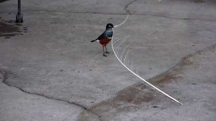 ツキノワテリムク