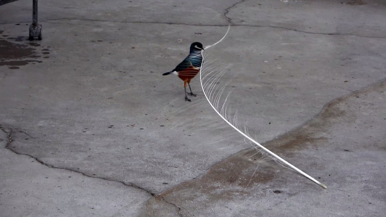 ツキノワテリムク