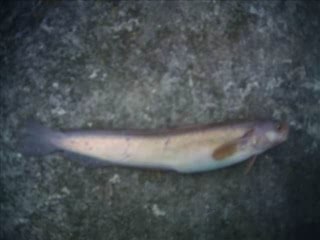 Pêche en mer dans le nord