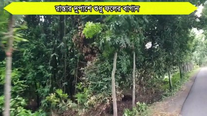 Magura District Mango and jackfruit Garden