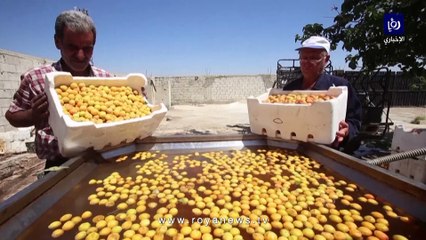 بعد ويلات الحرب.. عائلة سورية تعود لصناعة "قمر الدين" من جديد