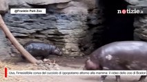 Usa, l'irresistibile corsa del cucciolo di ippopotamo attorno alla mamma: video dello zoo di Boston
